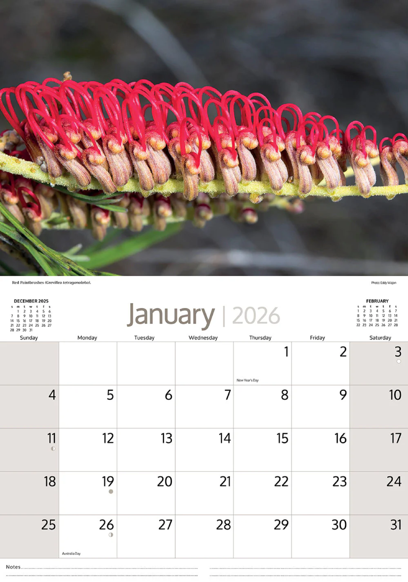 ARTIQUE - 2026 WALL CALENDAR | AUSTRALIAN WILDFLOWERS