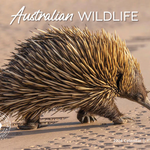 ARTIQUE - 2026 WALL CALENDAR | AUSTRALIAN WILDLIFE