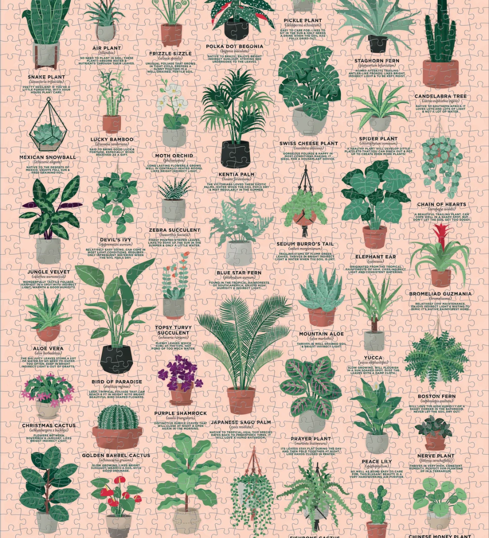 RIDLEY'S - HOUSE PLANT | JIGSAW PUZZLE-1000PC