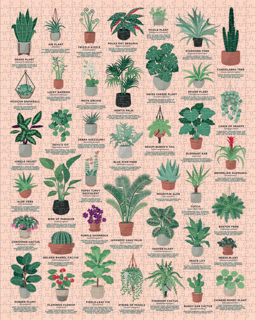 RIDLEY'S - HOUSE PLANT | JIGSAW PUZZLE-1000PC