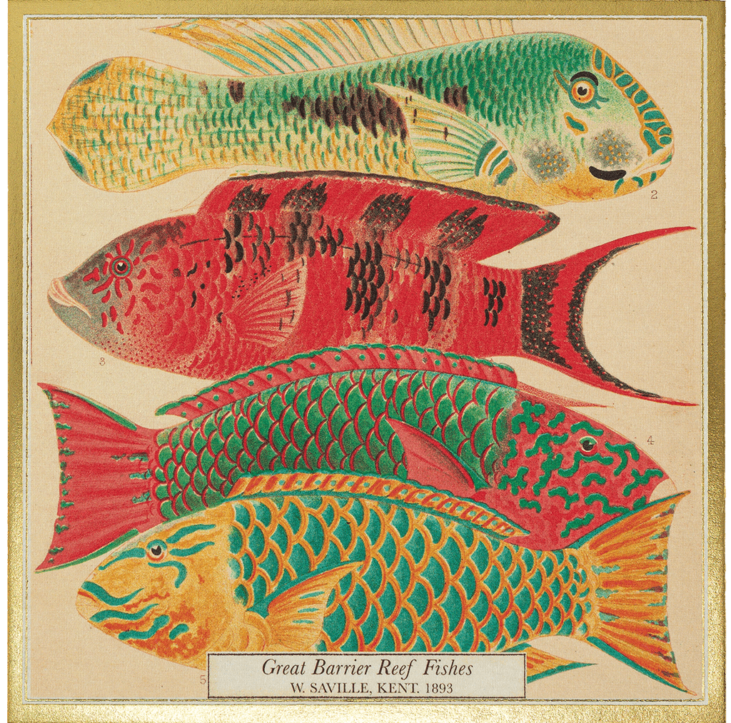 ARCHIVIST - FISH | SQUARE MATCHBOXES