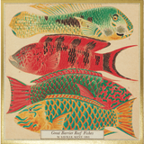 ARCHIVIST - FISH | SQUARE MATCHBOXES