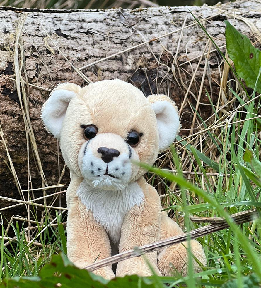 CHARLIE BEARS - CUDDLE CUB LIONESS