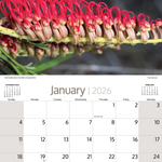 ARTIQUE - 2026 WALL CALENDAR | AUSTRALIAN WILDFLOWERS