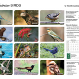 ARTIQUE - 2026 WALL CALENDAR | AUSTRALIAN BIRDS