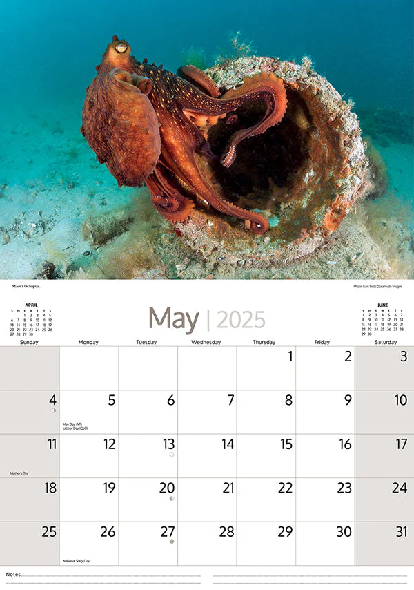 ARTIQUE - 2025 WALL CALENDAR | AUSTRALIAN MARINE LIFE