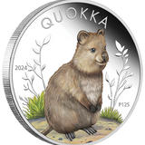 THE PERTH MINT - AUSTRALIAN QUOKKA 2024 1OZ SILVER PROOF COLOURED COIN