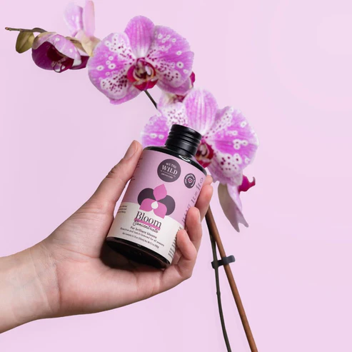 WE THE WILD - ORCHID CARE DUO
