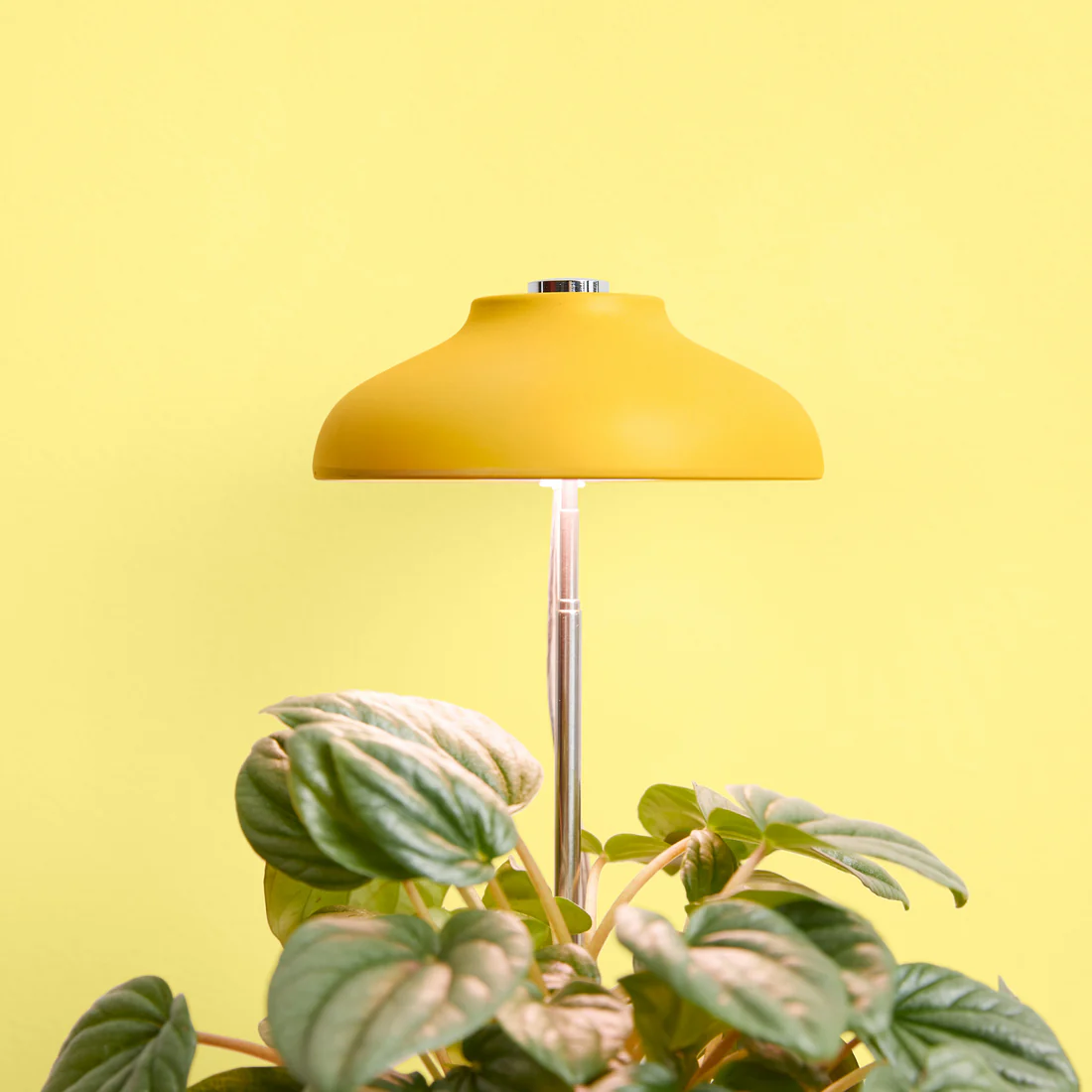WE THE WILD - INSTANT SUN GROW LAMP 