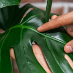 WE THE WILD - PROTECT SPRAY WITH NEEM 