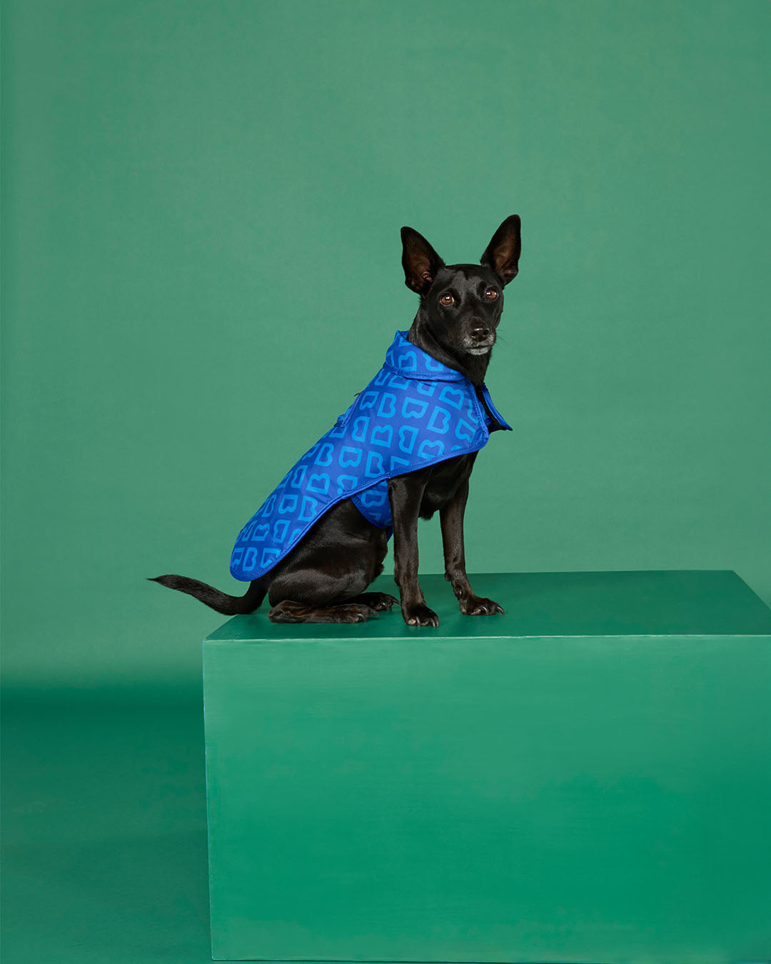 BLUNT - DOG JACKET | SMALL | PUDDLE BLUE