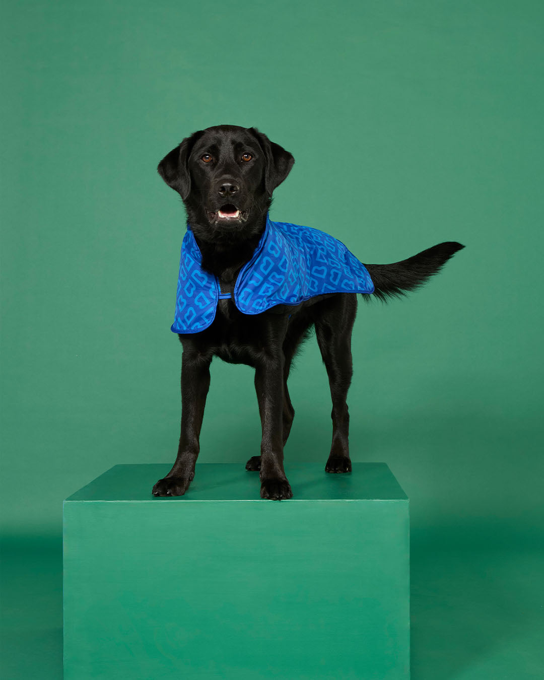 BLUNT - DOG JACKET | LARGE | PUDDLE BLUE 2