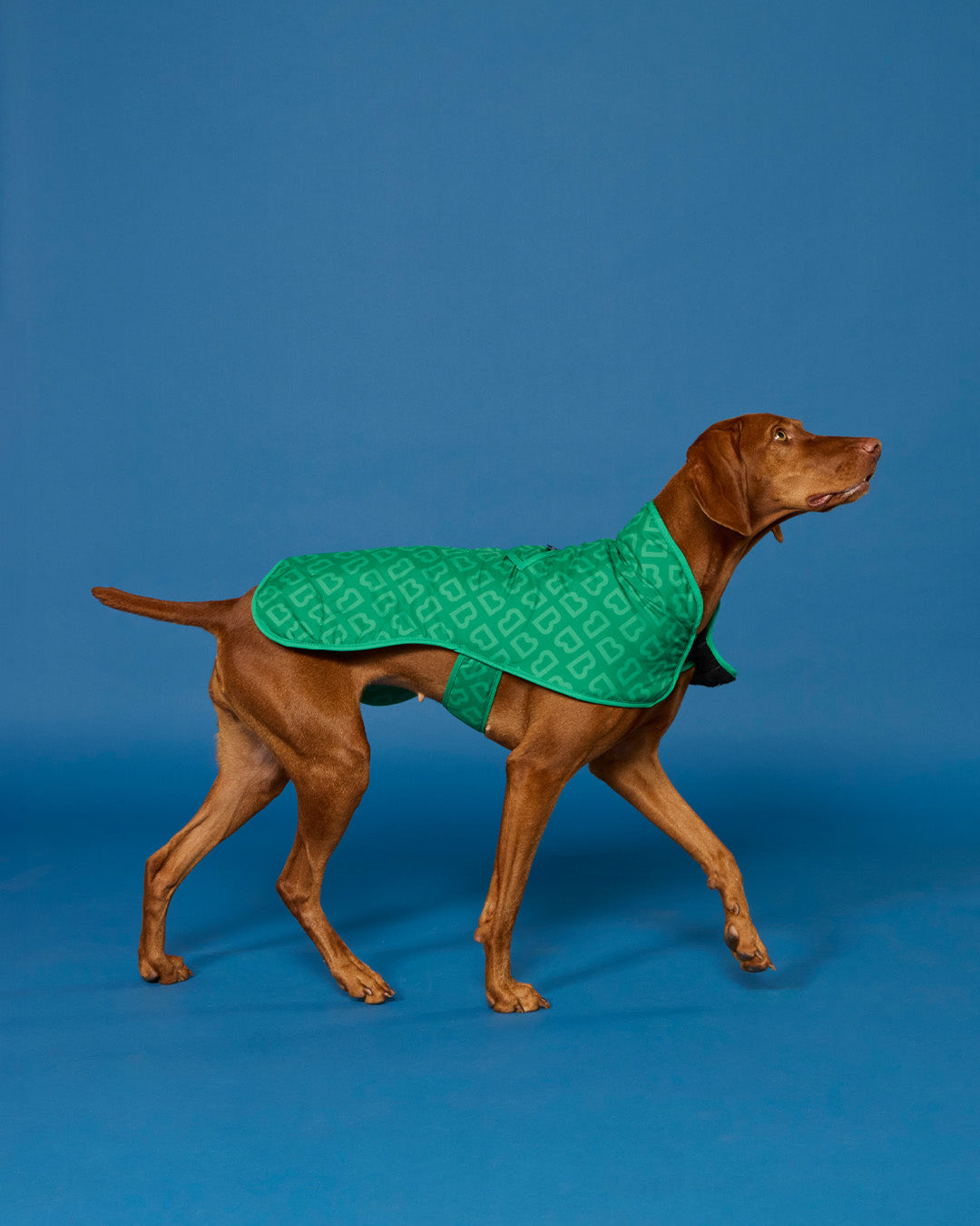 BLUNT - DOG JACKET | SMALL | PARK GREEN