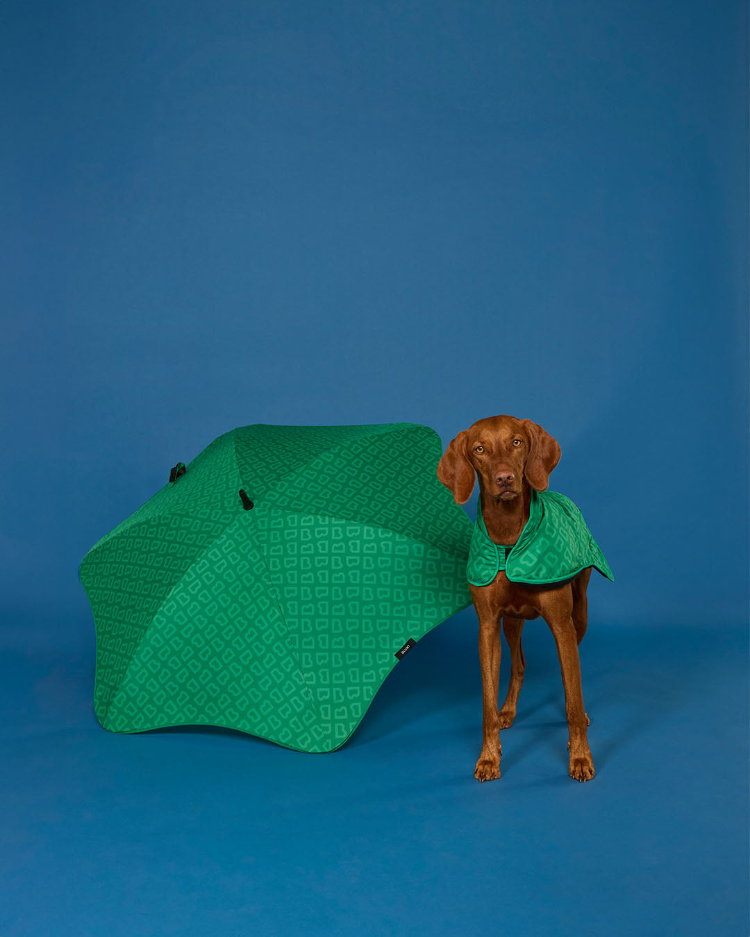 BLUNT - DOG JACKET | SMALL | PARK GREEN