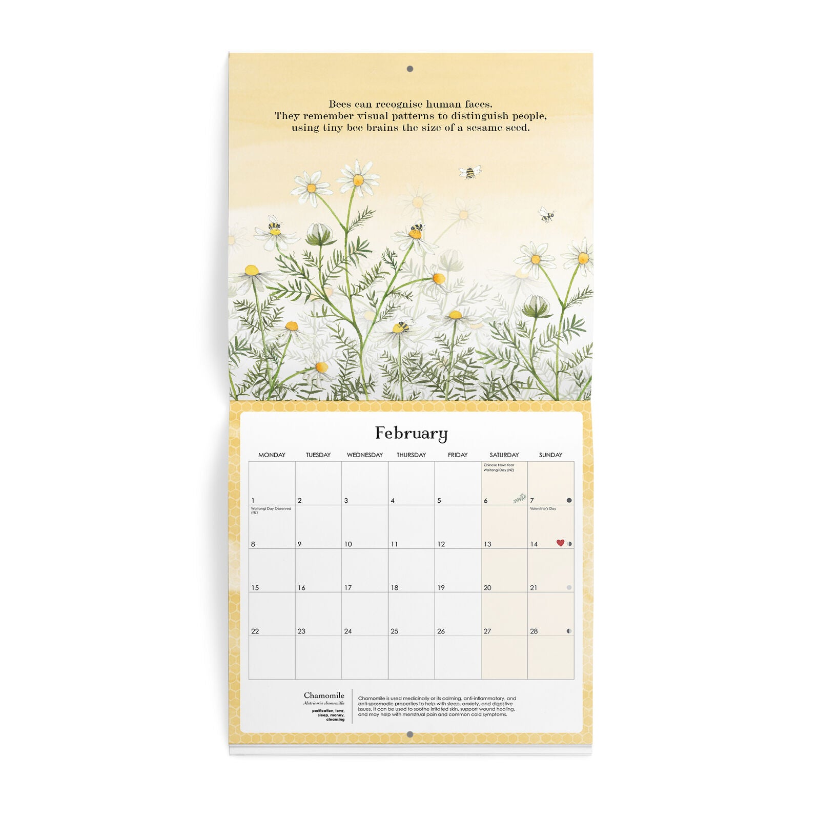 AFFIRMATIONS - 2027 WALL CALENDAR | NATURE