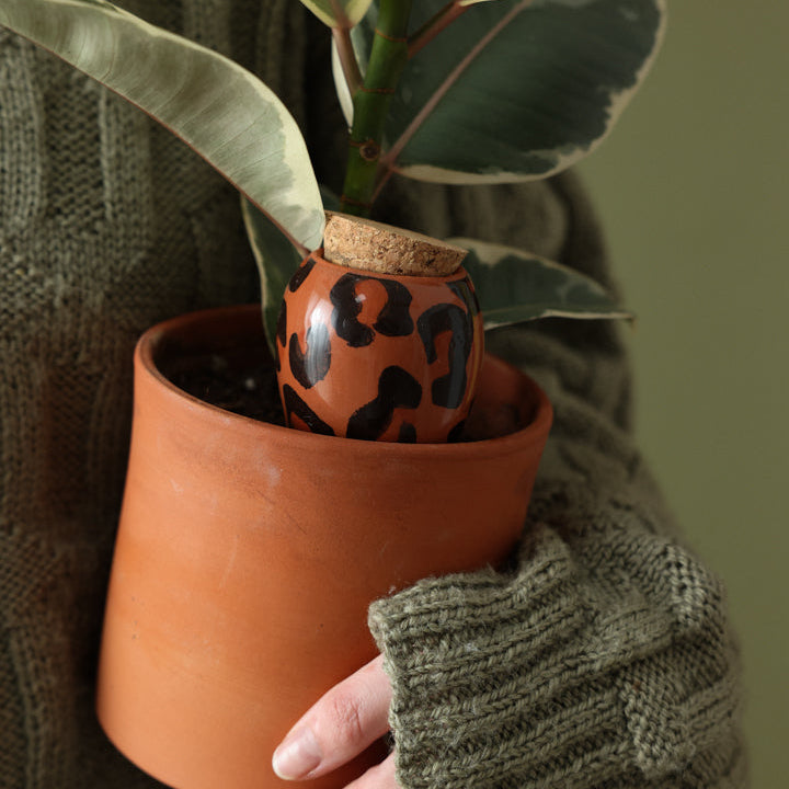 Pepin Olla Macchiato Leopard in a plant pot